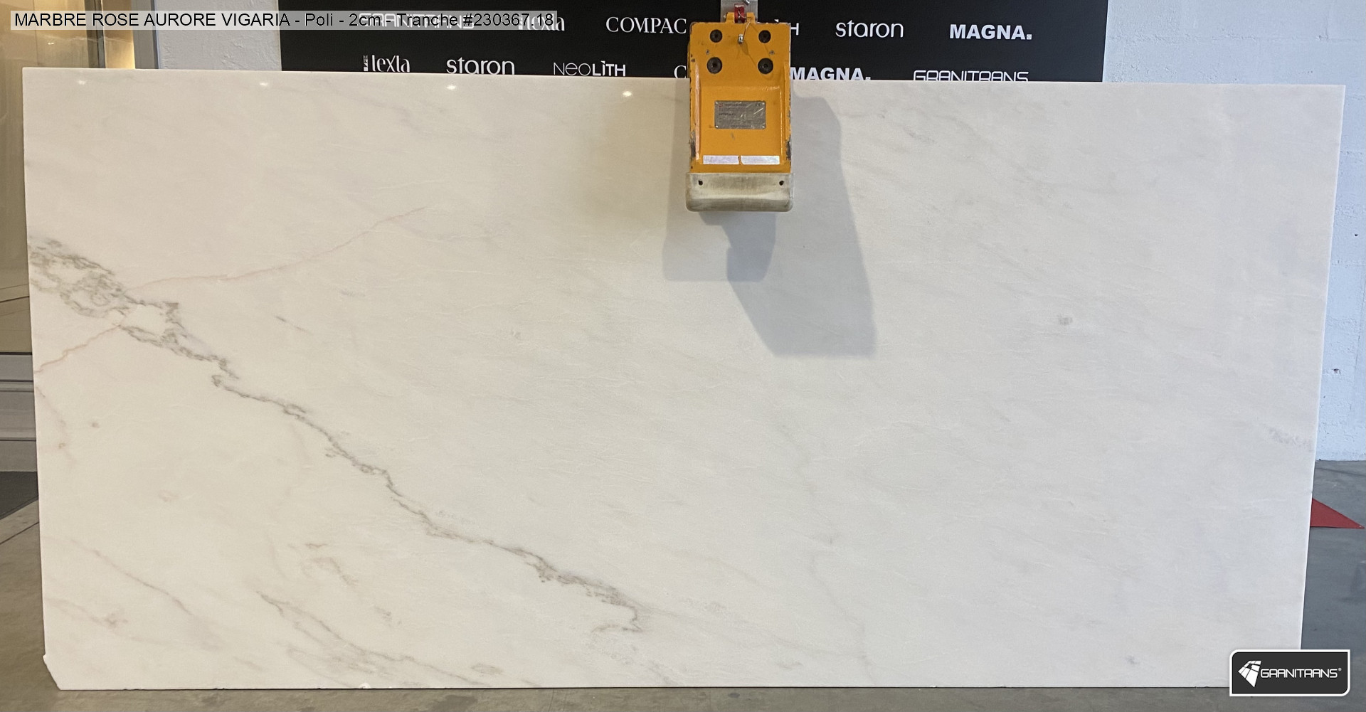 Rose Aurore Vigaria Blanc